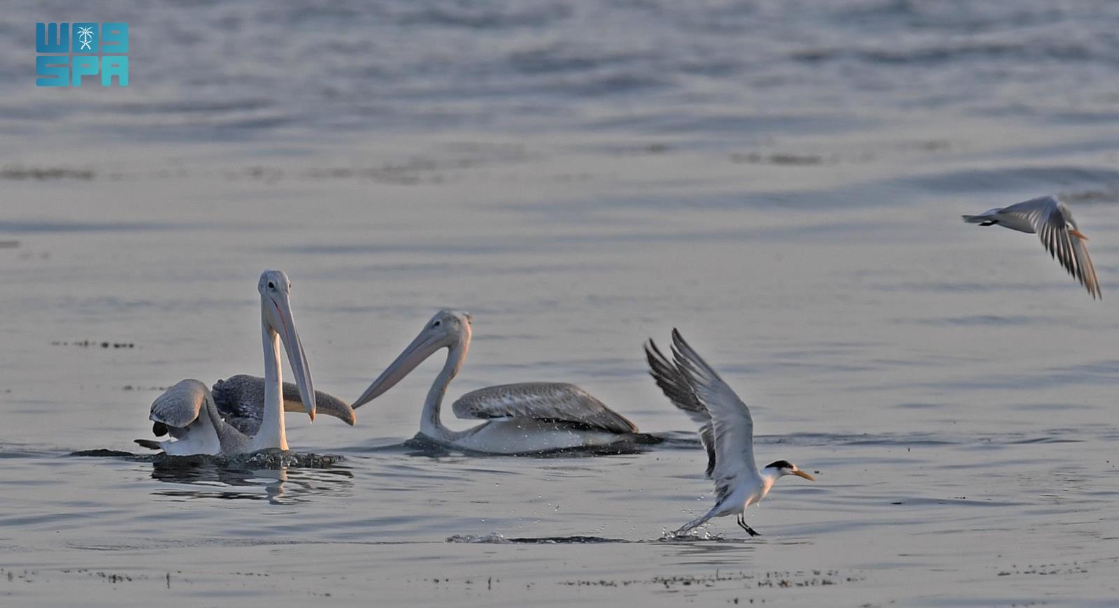 Enchanting Ballet of Seagulls Mesmerizes Visitors to Asir's Coasts