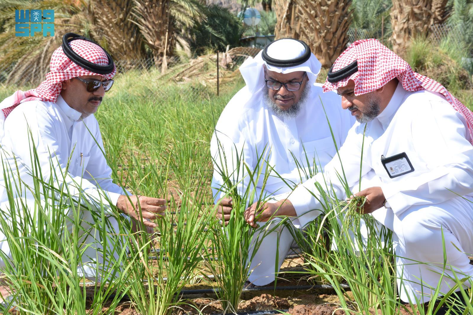 بيئي / طُرق ري مبتكرة في زراعة الأرز في نجران