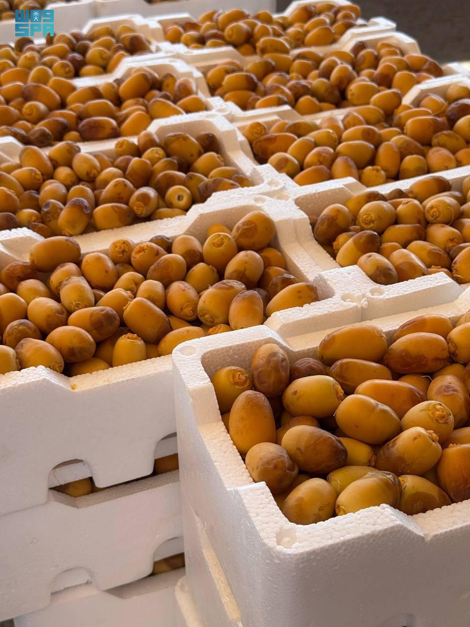 saudi-date-markets-welcome-early-madinah-harvest