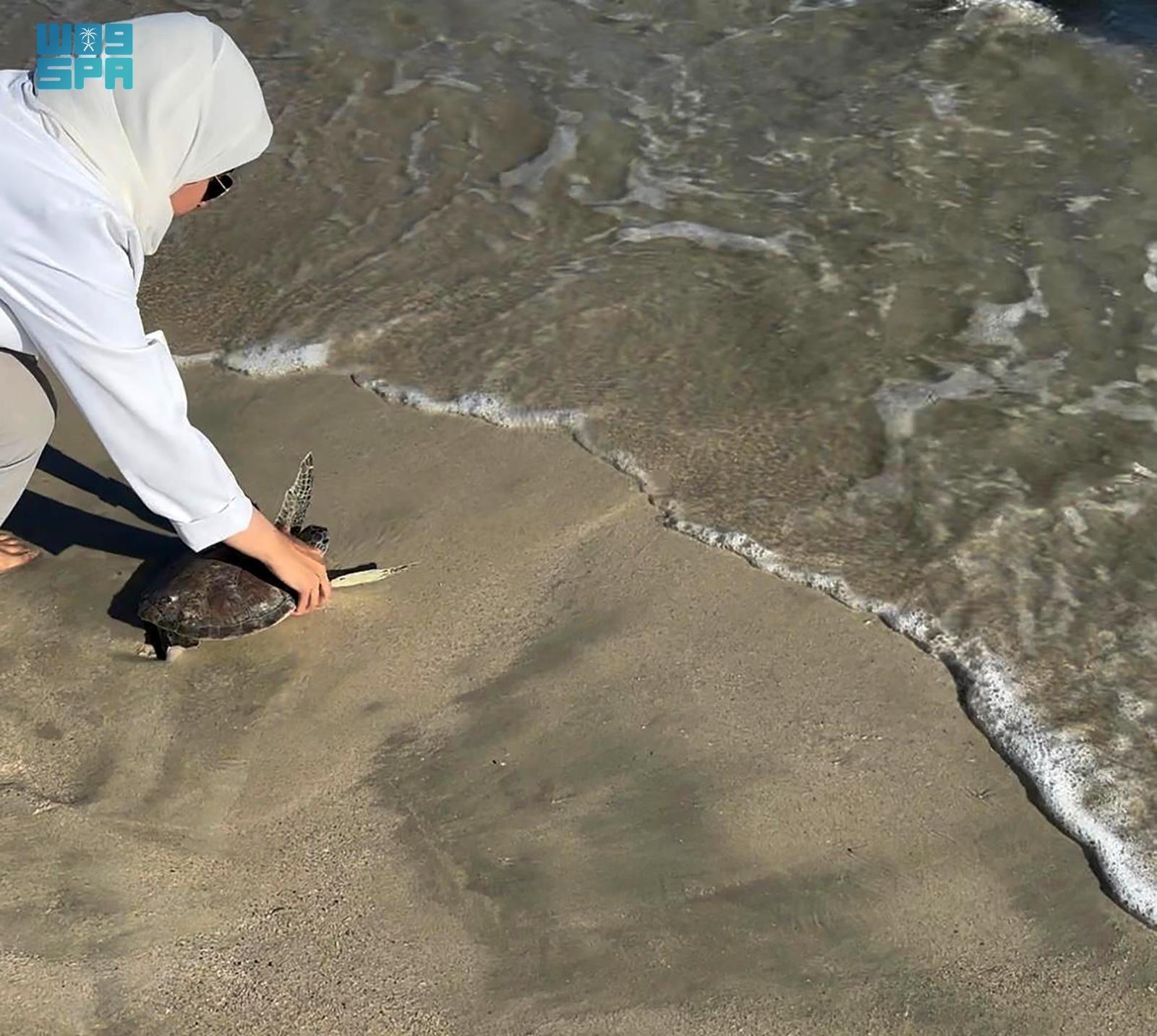 Rehabilitation and Release of Sea Turtles in Saudi Arabia