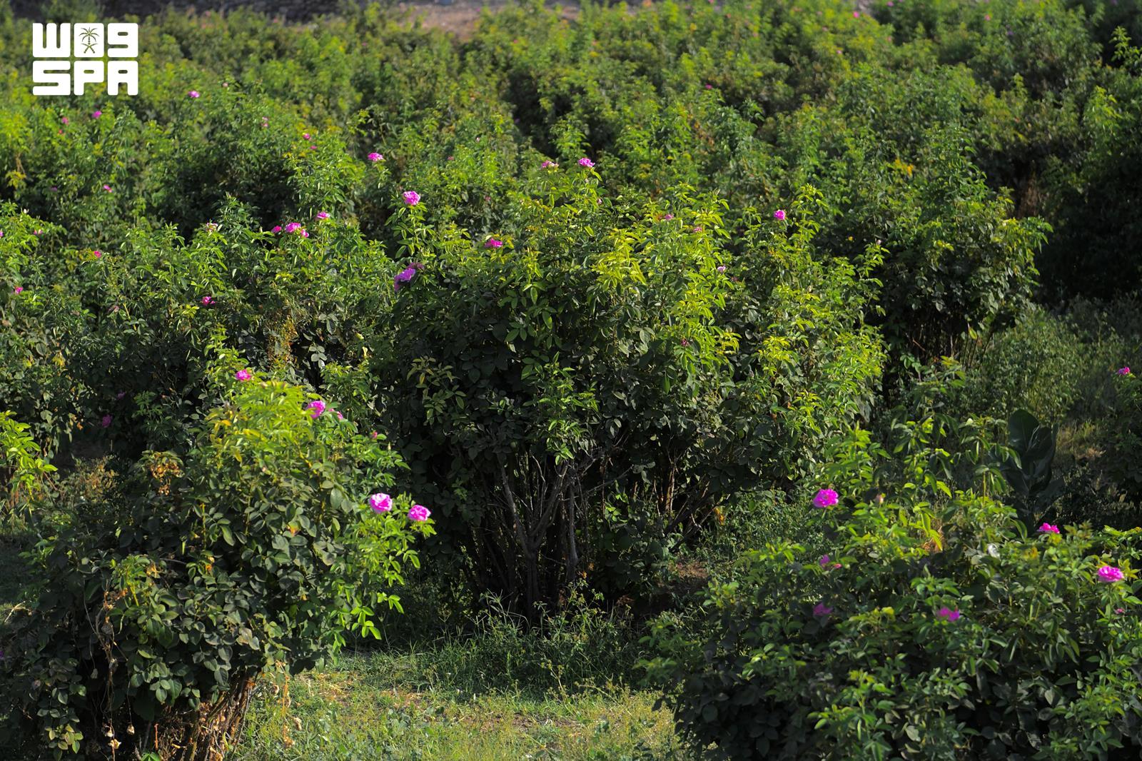 Medina Rose: Ancient Agriculture Fragrant with Heritage and Development