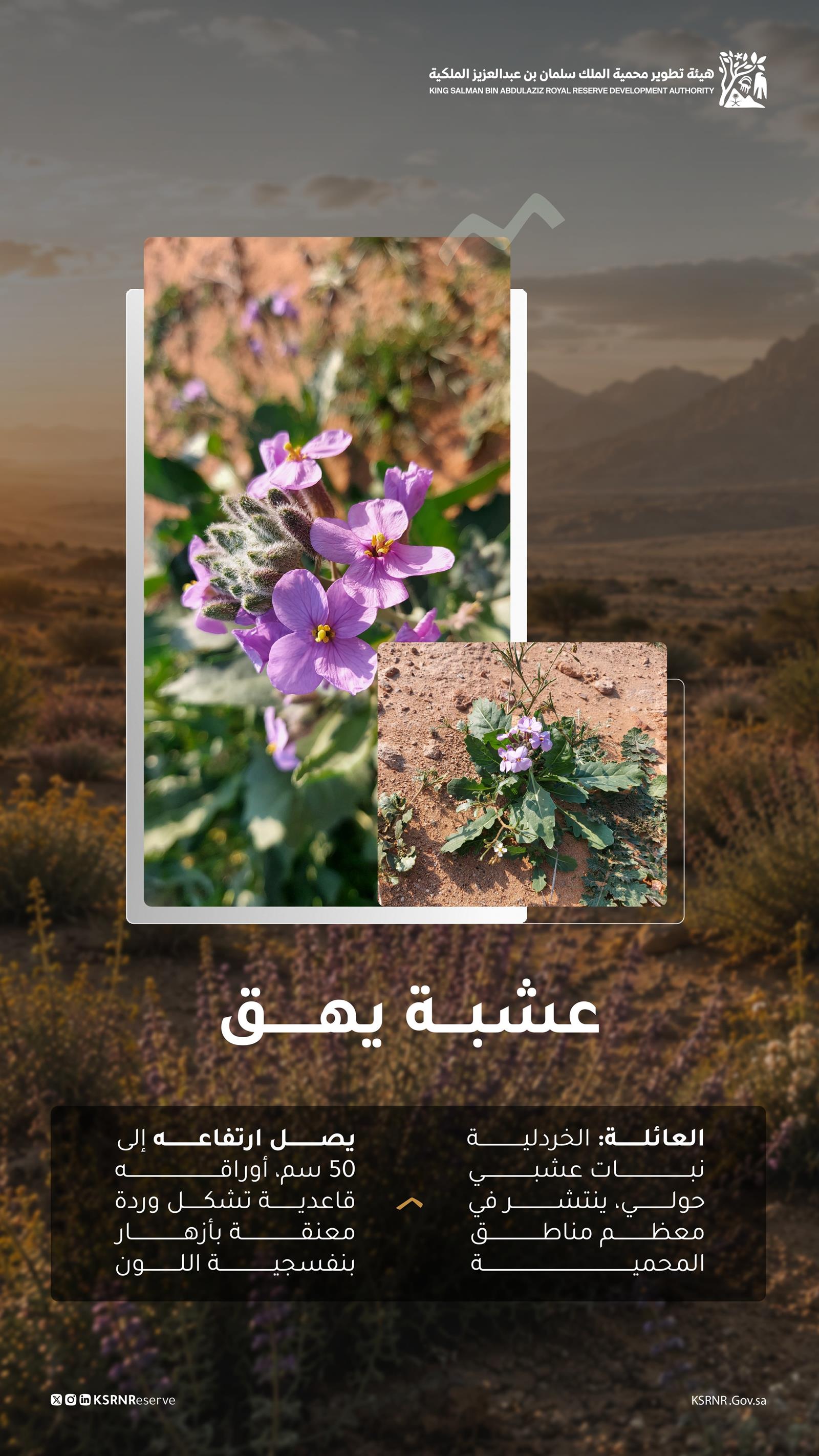 بيئي /"عشبة يهق".. لوحة إبداعية تزين التنوع البيئي في طبيعة محمية الملك سلمان بن عبدالعزيز الملكية