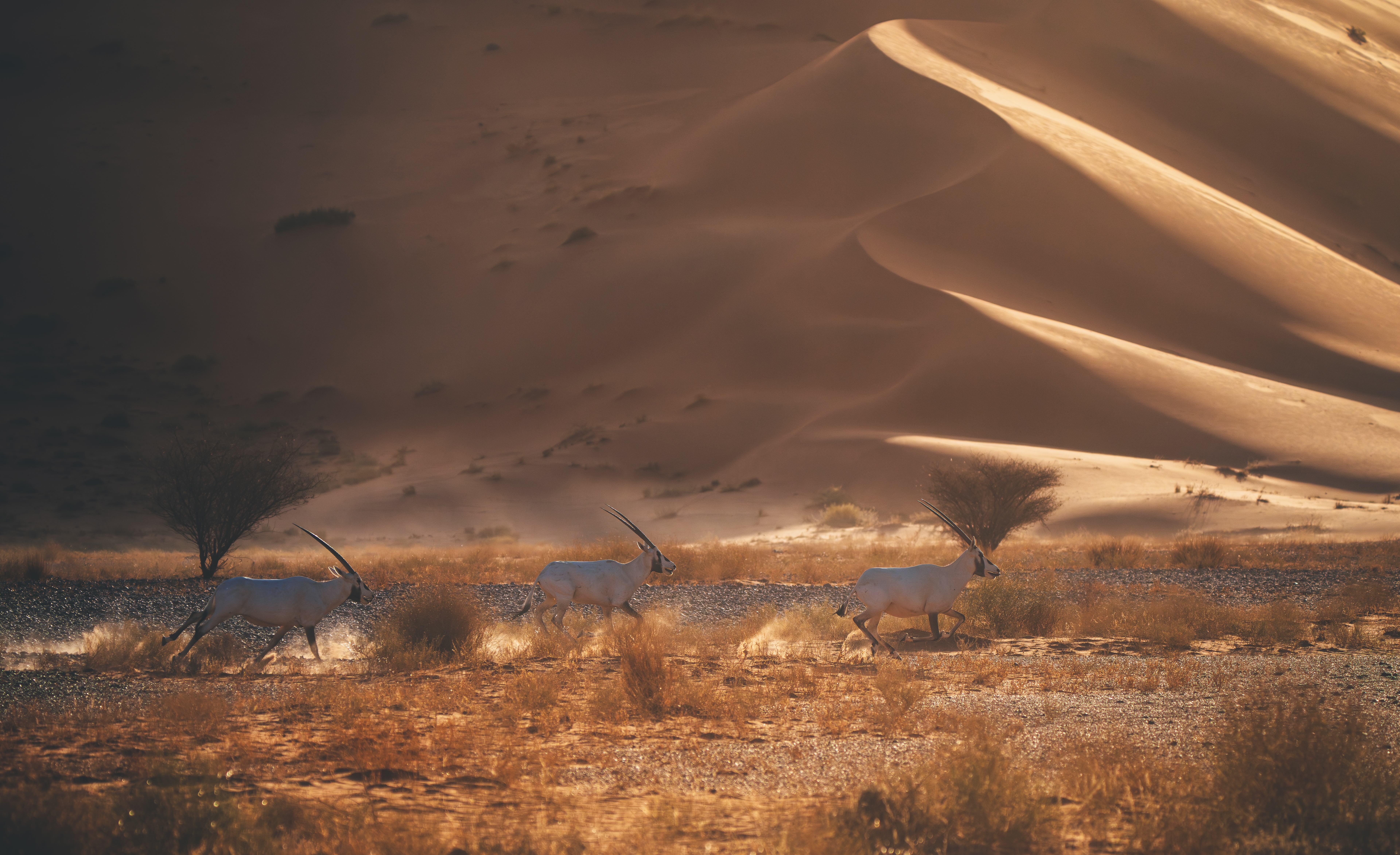 محمية عروق بني معارض أول موقع تراث عالمي طبيعي في السعودية (2025)