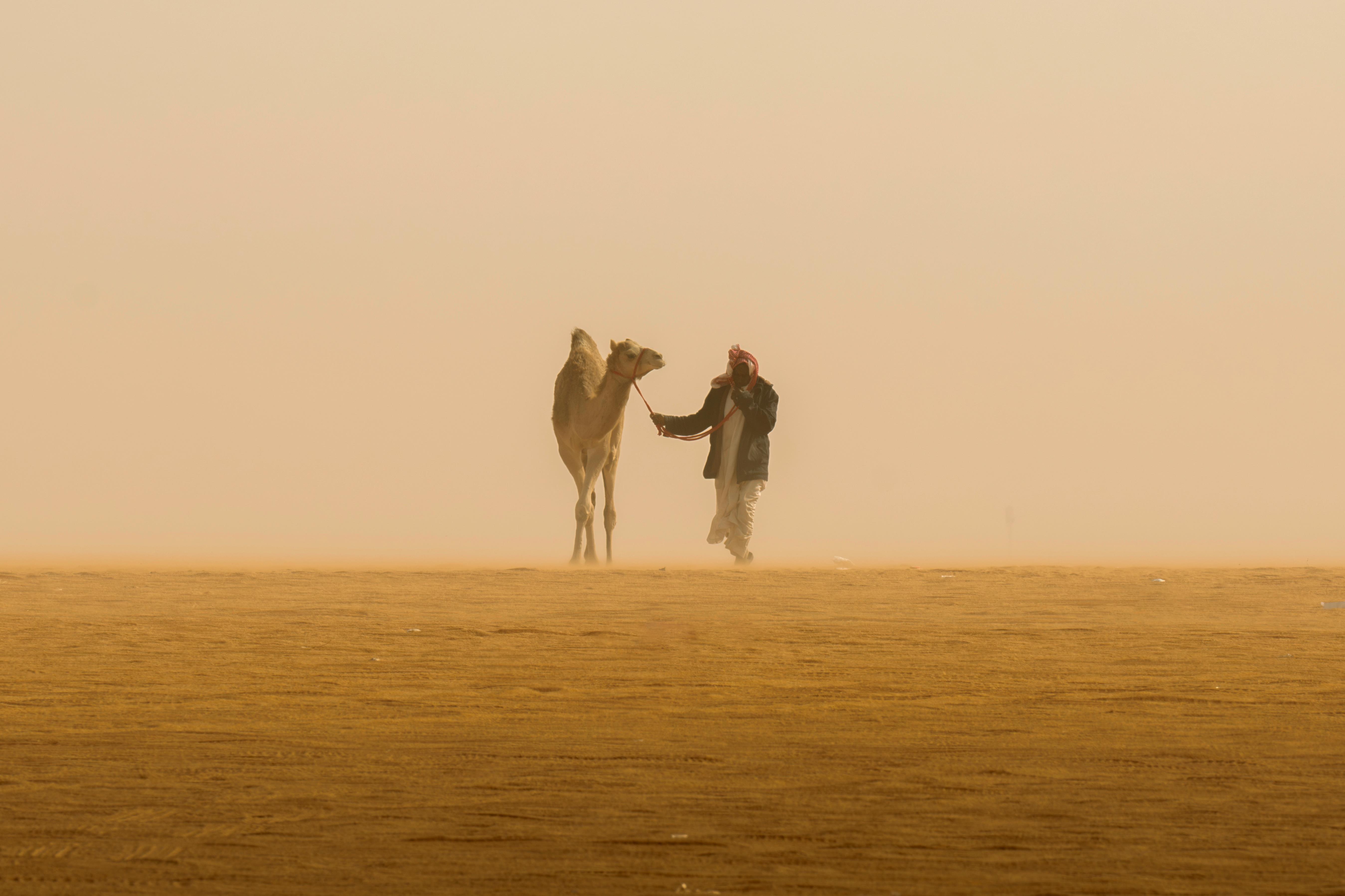 راعٍ يقود جمله في أجواء صحراوية هادئة (2024)