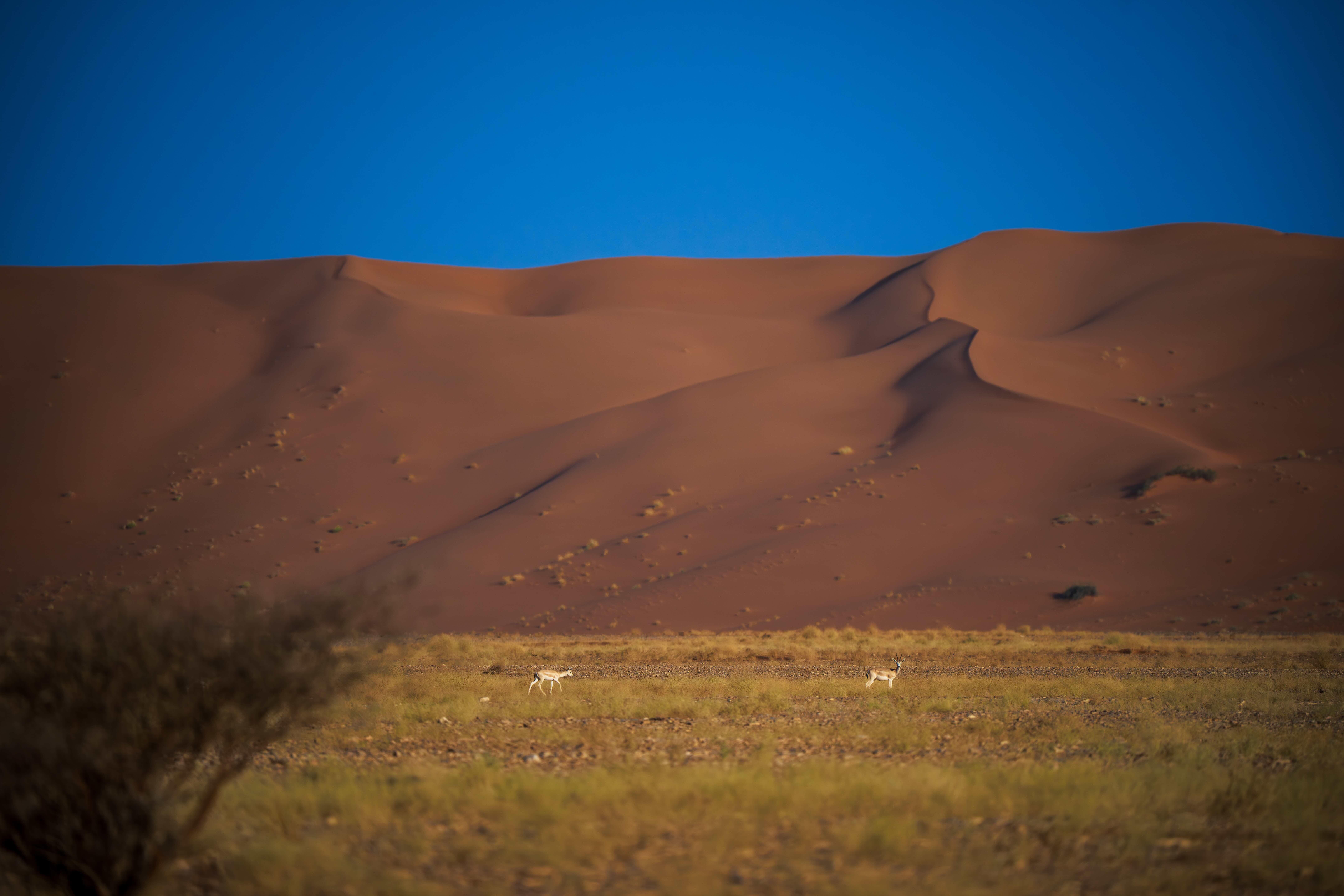 محمية عروق بني معارض أول موقع تراث عالمي طبيعي في السعودية (2025)